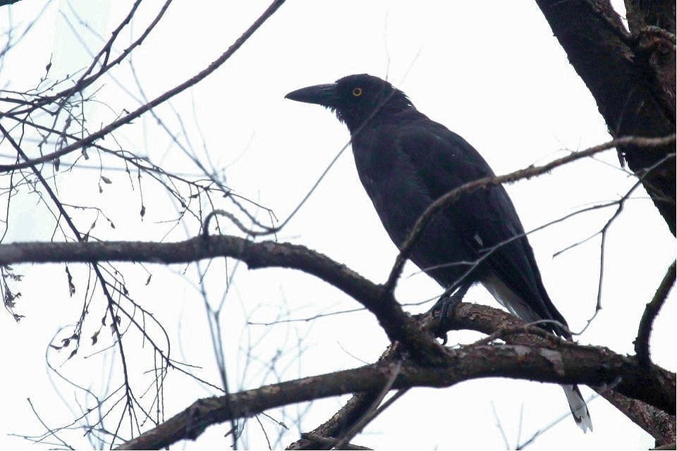 Grey Currawong (Strepera versicolor)